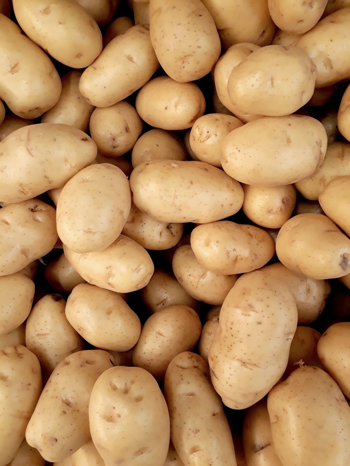 Pile of fresh golden potatoes ready to be peeled and grated for potato pancakes